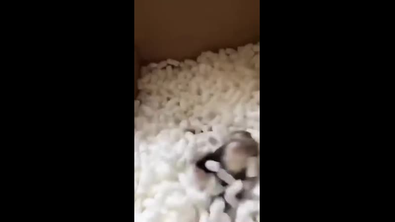 Хорек кайфует