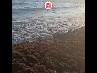 Следственный комитет подтвердил обнаружение тела акшина гусейнова под новороссийском (армавир)