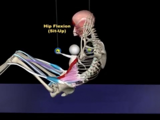 The proper technique for a sit up 3d animation of muscles in motion