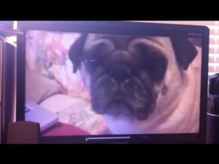 Paranormal dog is stuck