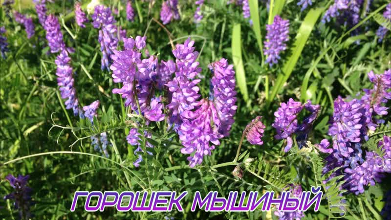 Горошек мышиный