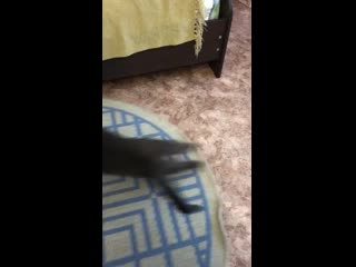 Петарду в дору засунули