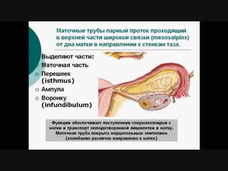 Анатомия женской репродуктивной системы