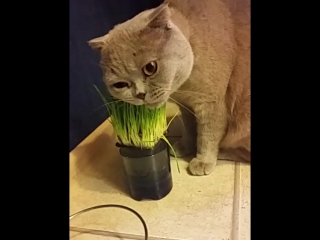 Любит трау витамины