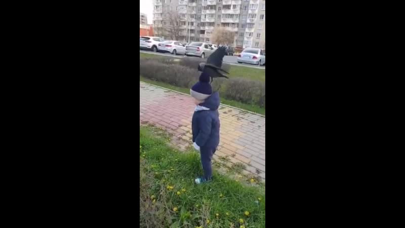 Ручная галка в губкине 1