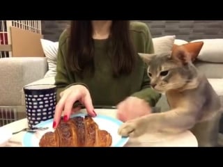 Cat really wants croissant