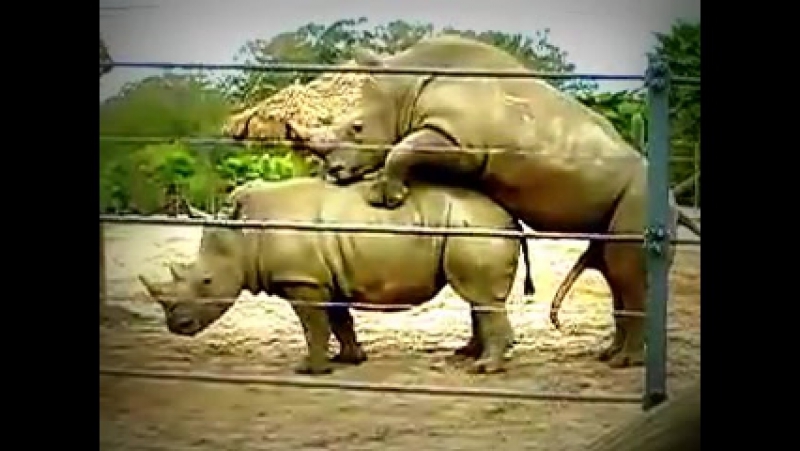 Rhino Гей Порно Видео