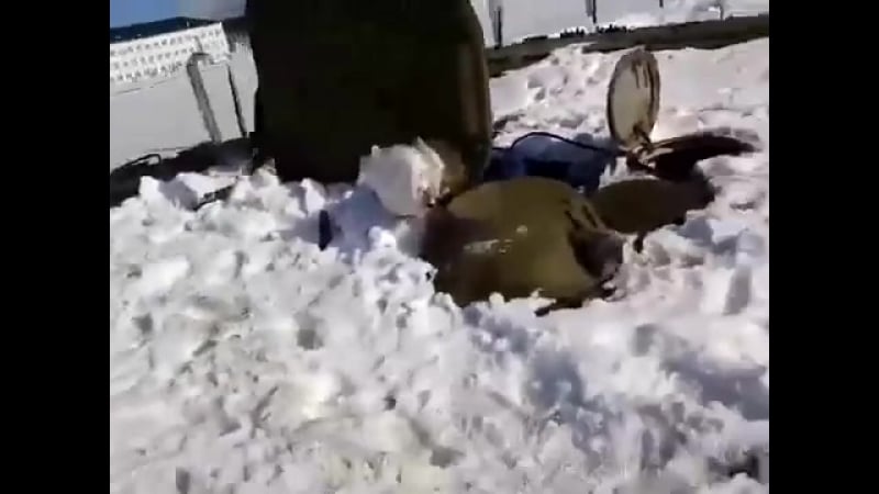 ✔ особое мнение подснежники вылазят в россии