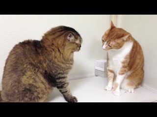 Cat punch fighting cat mitsuka sekito