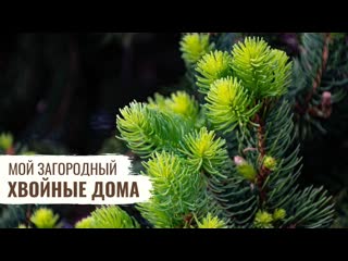 Хвойные дома \ мой загородный \ #21