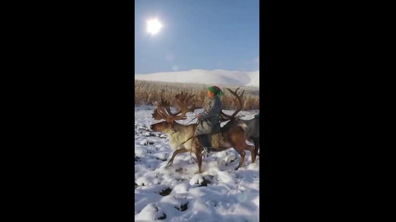 Two tsaatan women of mongolia riding their reindeer