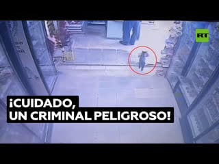 Un gato roba un paquete de comida seca de una tienda