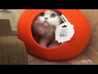 Diamond cats cian ice lord 🤭🎃