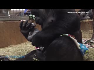 First time gorilla mom cant stop showering newborn with kisses