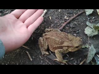 Встретил огромную красивую жабу в лосином острове) i met a huge beautiful toad in losiny island)