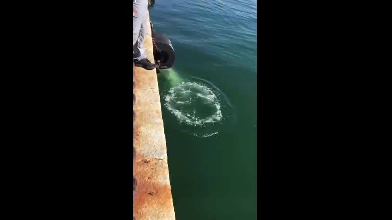 Дельфины в порту кальяри