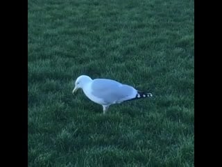 Seagulls stomping on grass is called, the rain dance this mimics rain by vibration, and brings earthworms and other bugs to sur