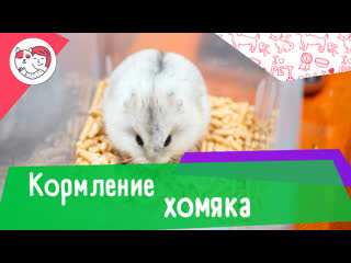 5 особенностей кормления хомяка