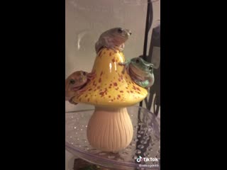 Грибные жабы