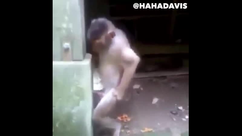 Нигер угорает над мартышкой