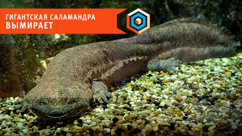 Гигантская саламандра вымирает