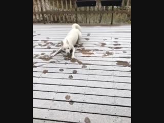 Husky and snow