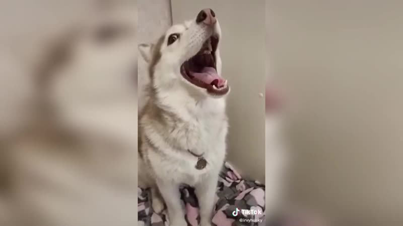 Как поёт витас