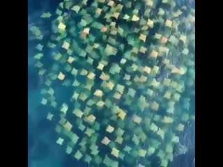 Drone footage captures beautiful view of stingrays swimming