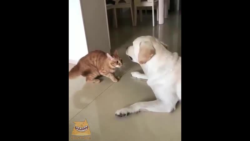 Мирись, мирись и больше не дерись! яжекот!