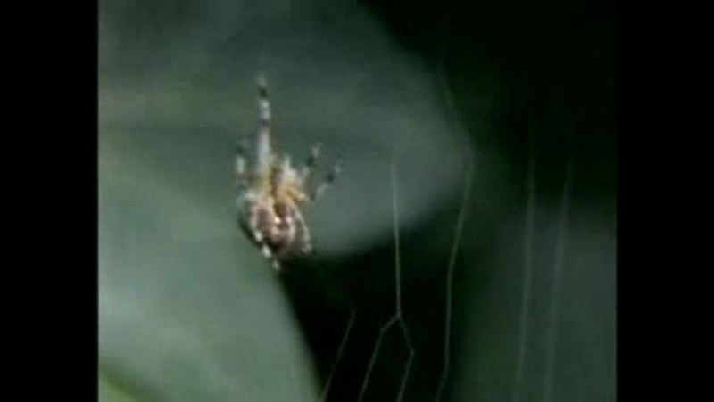 Пауки наркоманы