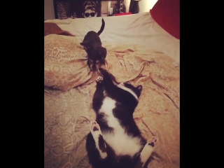 Juliet simms on instagram “morning tussles between best friends"