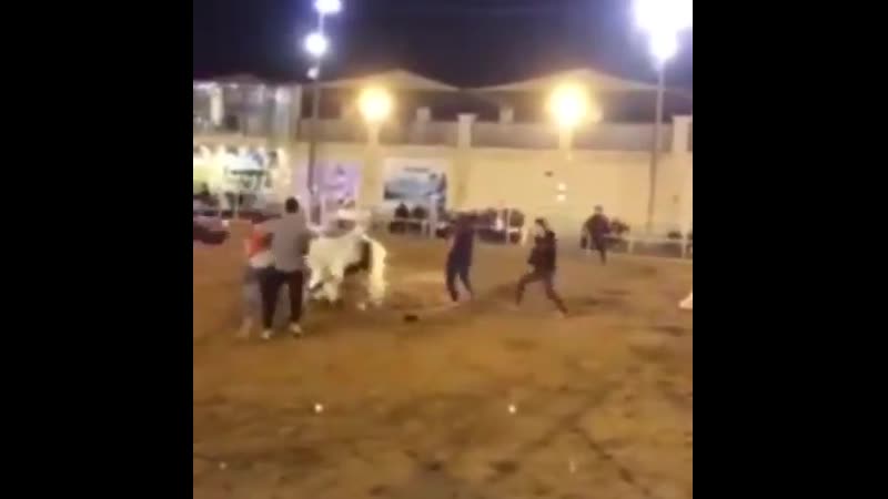 Арабская хищная лошадь