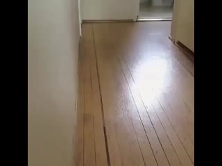 Awesome pets 20191231 4 mp4