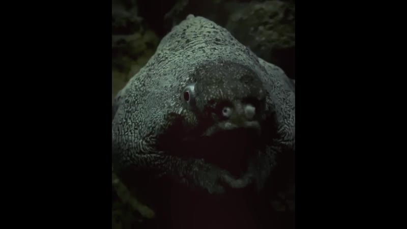 Европейская мурена (muraena helena)