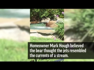 California bear gets hot tub treat