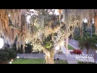 Queen of the night time lapse bloom at selby gardens (1)