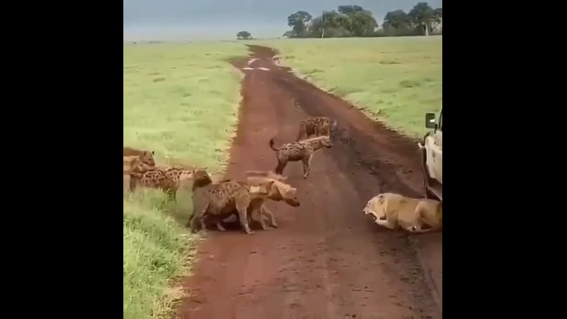Стая гиен хочет напасть на одинокую львицу, но боятся!