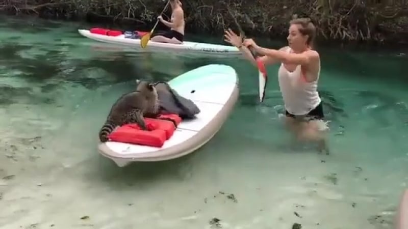 Нападение жестокого зверя на реке все спасайтесь!