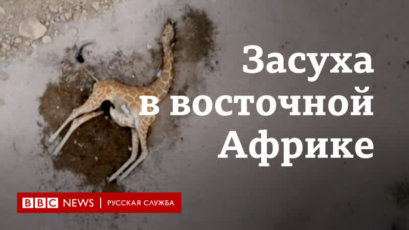 Засуха убивает все живое в восточной африке