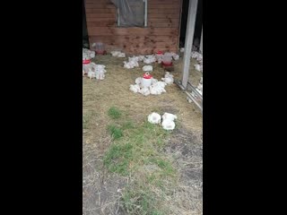 Двух недельные бройлерчата