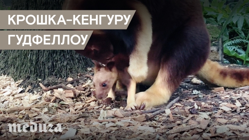 Крошка кенгуру гудфеллоу в сиднейском зоопарке
