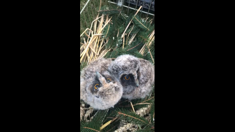 «назвалі сава і рыжык» гродзенскія пенсіянеры гадуюць савянят, якія выпалі з гнязда