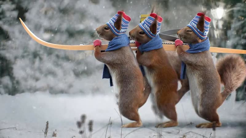 Белки снова на первом! летка енка