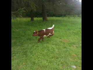 Baby cows are literally puppies