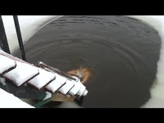 Прорубь бухта викингов