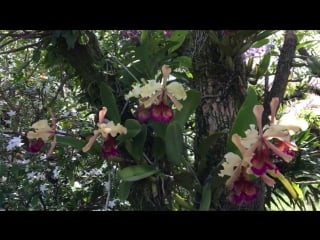 Cattleya dowiana