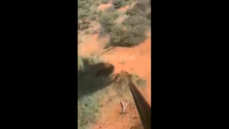 Карма настигла охотника