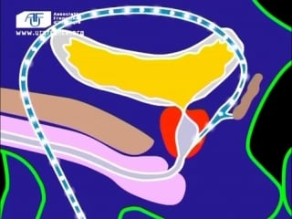 La prostate, rôle et fonctionnement