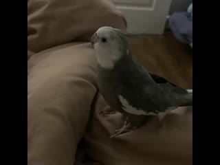 Nacho tiel 20210110 2 mp4