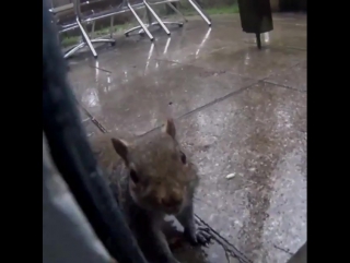 Jameskn0x me old mate came to say hello #centerparcs